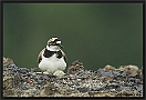 Kleine Plevier, Little Ringed Plover, Charadrius dubius Location: Goor, the Netherlands kleine plevier DSC 0136-01 kopie